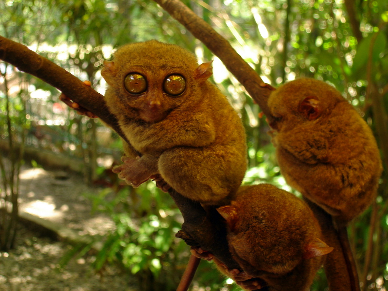 tarsier-in-bohol-philippines-attracttour