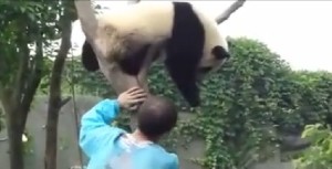 panda2