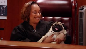Judge dog