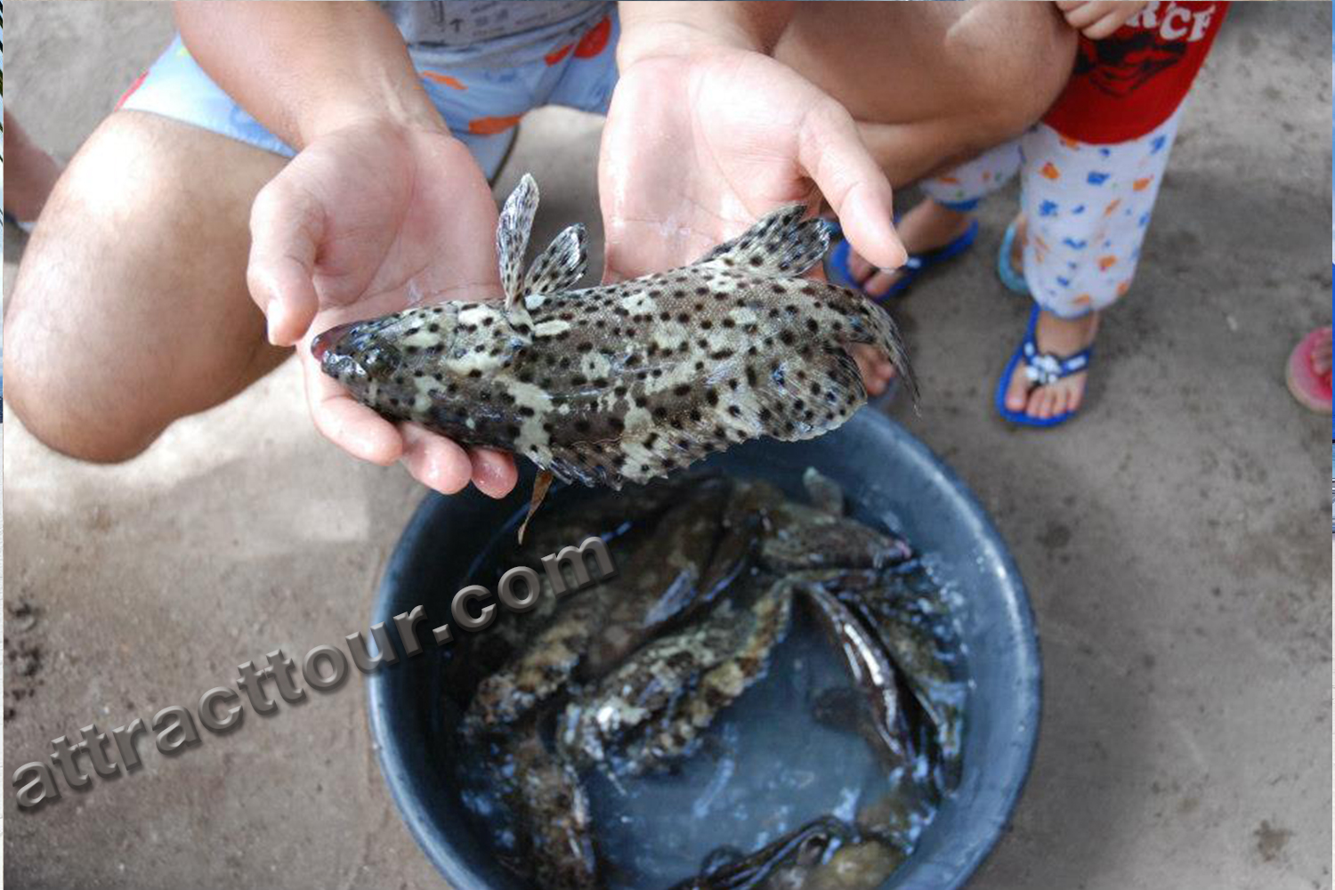 Lapu-lapu Fish: The Best Seafood in Bantayan Island