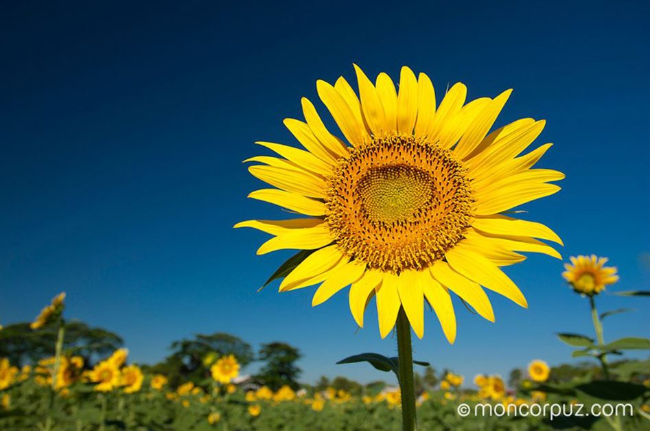 Sunflower Farm, Munoz, Nueva Ecija